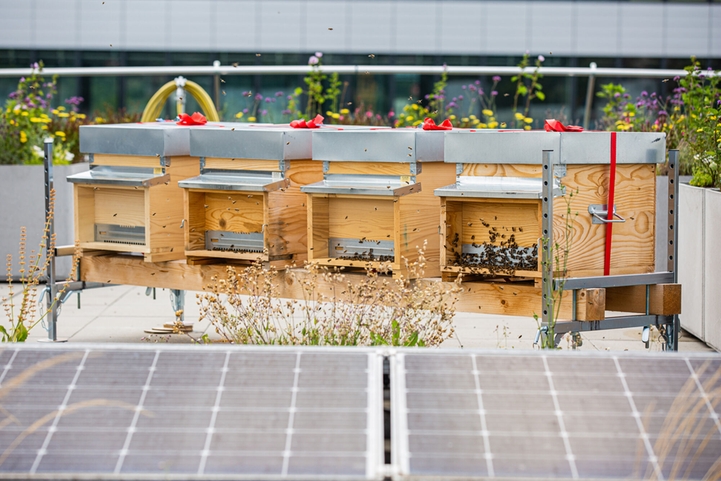 As pollinators, bees ensure the fertilization and survival of many plants